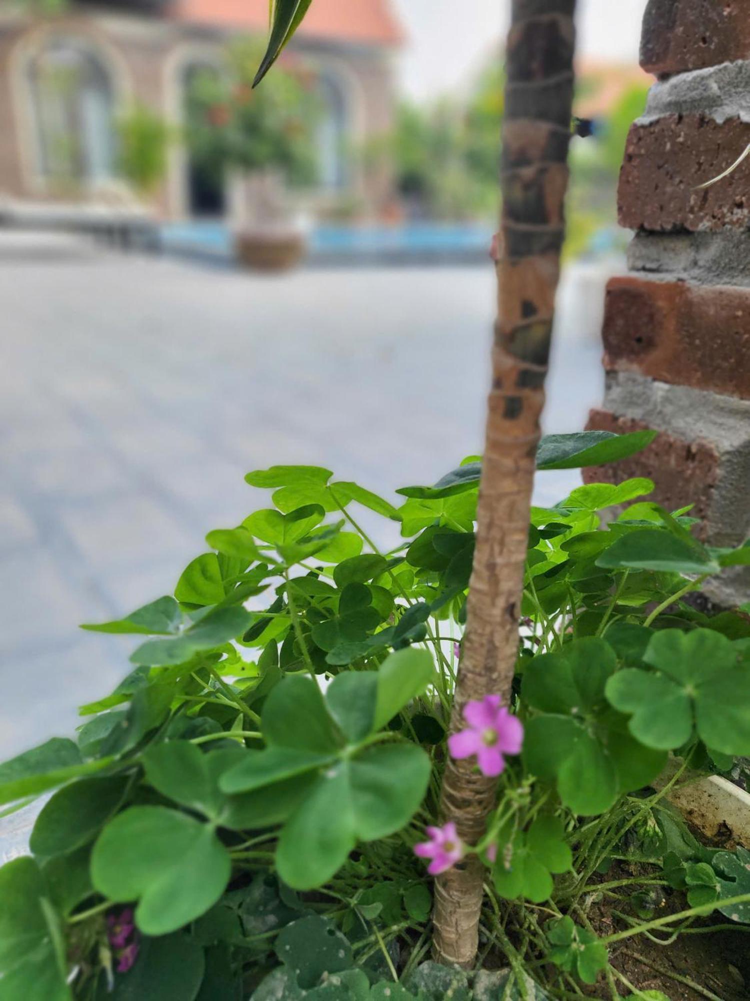 Apartamento Tam Coc Pomelo Garden Ninh Binh Exterior foto